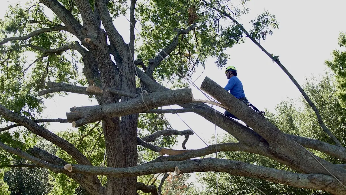 Professional Crown Thinning performed by certified arborists in Jane Lew