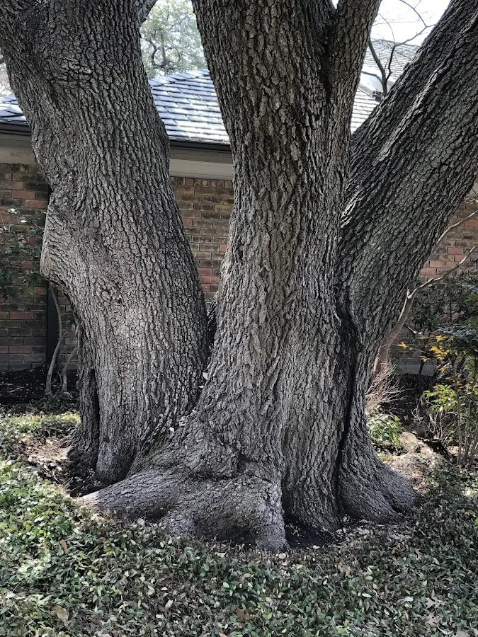 Mature heritage tree close to a Jane Lew property cared for by certified arborists